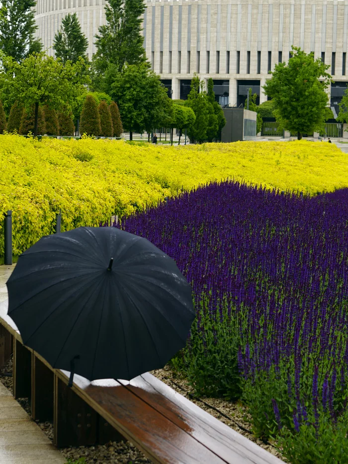 Cloudy May Day - My, Krasnodar, The photo, Sage, Krasnodar Park, Galitsky Park, Mainly cloudy, Longpost