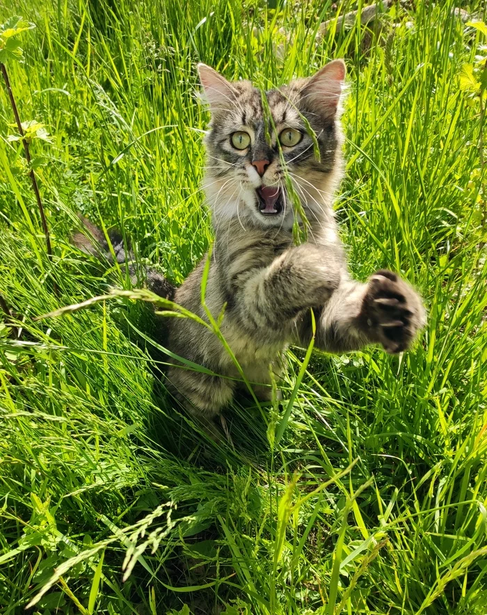 almost summer - My, cat, Grass, Longpost