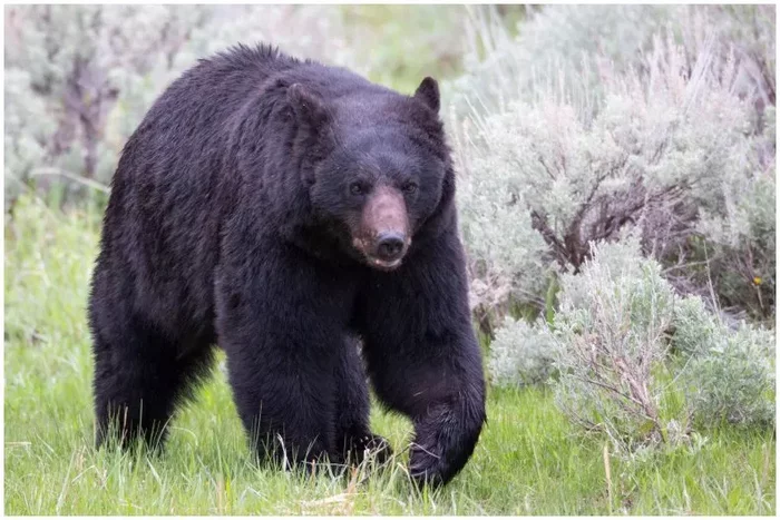 In the US, the couple fought off a bear in the house with a knife - Black Bear, Attack, USA, Wisconsin, Killing an animal, Negative, The Bears, The americans, Life safety, Wild animals, Incident