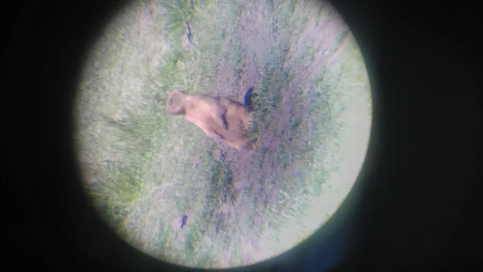 Gopher or groundhog? - Animals, Wild animals, Who is this?