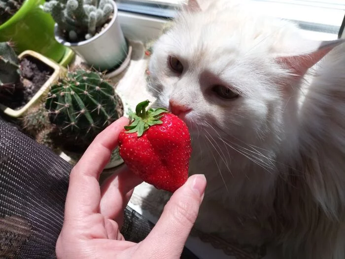 juicy - My, cat, The photo, Turkish angora, Strawberry (plant)