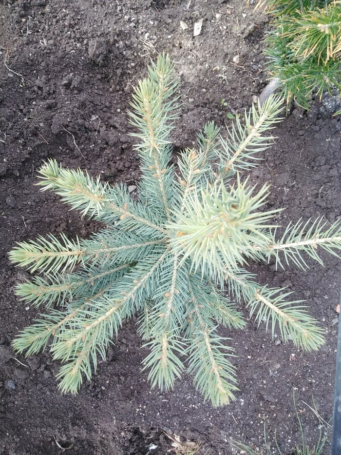 6 photos on Thursdays #8 - My, Blue Spruce, Cedar, Ural, The photo, Tree, Garden, Garden, Plants, Longpost