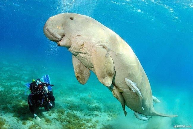 dugong - Animals, Amazing, Nature