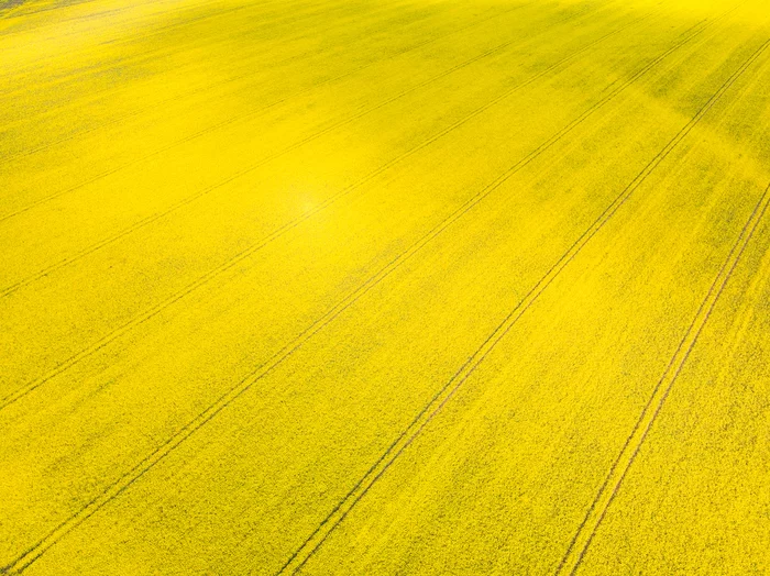 Also rapeseed... - My, Nature, Field, Colza, Spring, Airbrushing, Longpost, The photo