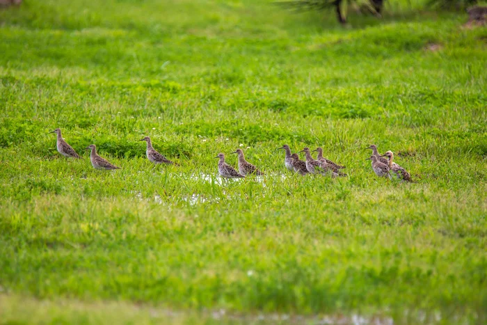 Walks in Sochi. - My, Ornithology, Birds, Photo hunting, The park, Sochi, Adler, Sirius, Heron, Wagtail, Chisel, Zhulan Sorokoput, Oatmeal, Kwakwa, Longpost