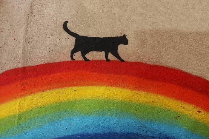 How I see peekaboo lately - Rainbow, cat, Peekaboo, Vision, Longpost