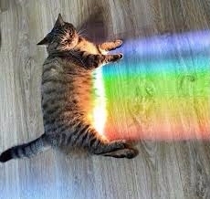 How I see peekaboo lately - Rainbow, cat, Peekaboo, Vision, Longpost