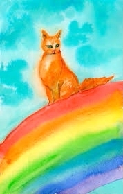 How I see peekaboo lately - Rainbow, cat, Peekaboo, Vision, Longpost