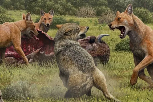 Where did the dire wolves go? - Wolf, Extinct species, Pleistocene, Prehistoric animals, Paleontology, Canines, North America, British scientists, California, USA, Animals