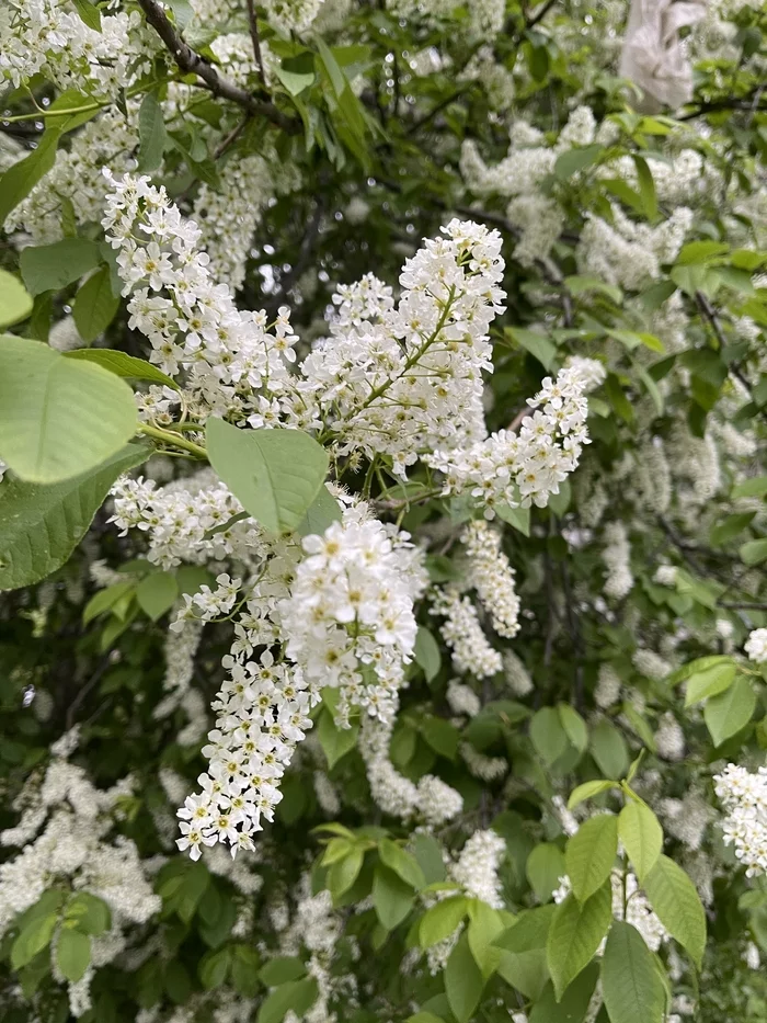 Wrap photography - My, Bird cherry, Spring, May, Flowers, Ural, Bloom