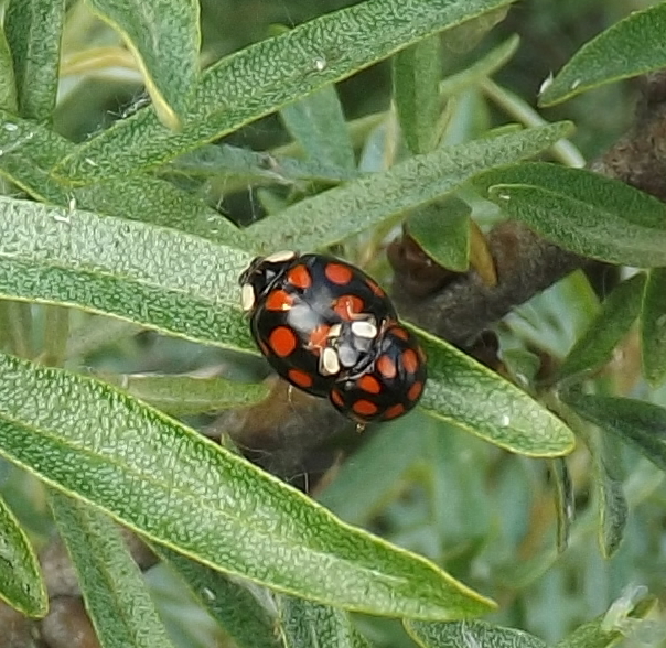 ladybugs - My, ladybug, Spring, Nature, Animals, Longpost