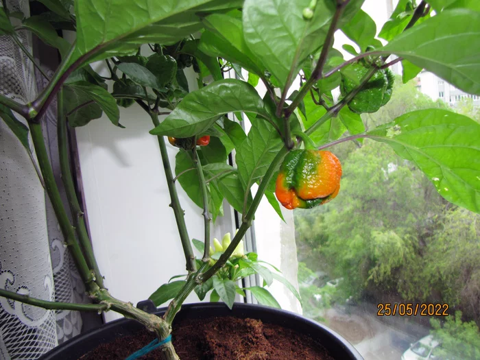 TS Moruga Red, Biquinho and Dragon's Breath - My, Pepper, Hot peppers, Hydroponics, Vegetable garden on the windowsill, Pepper farming, Plants, Longpost