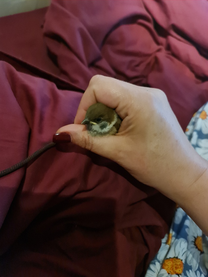 А кому другана? Срочно!