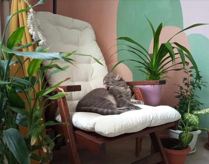 And I'm not a pikabush? - My, cat, Plants, Mobile photography