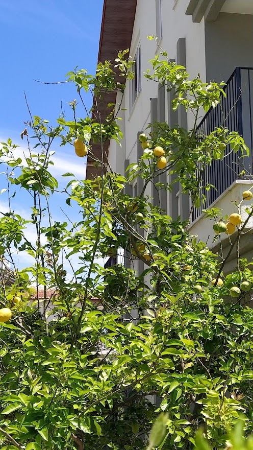 Lemons ripened in Uncle Mahmud's garden - My, Lemon, Tree, Turkey, Mobile photography