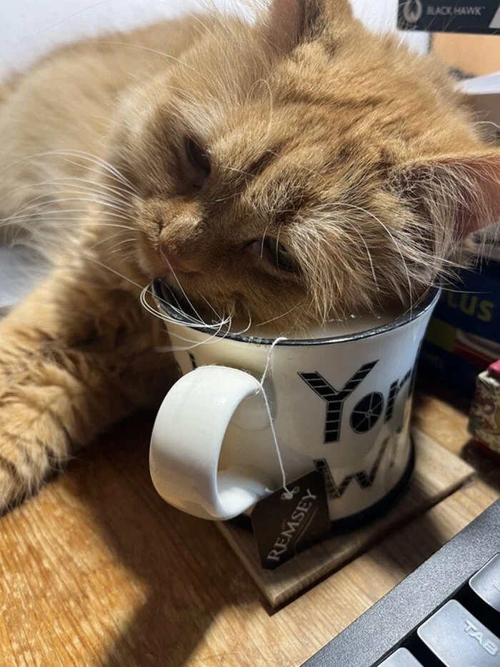 I love warm tea - My, cat, Tea