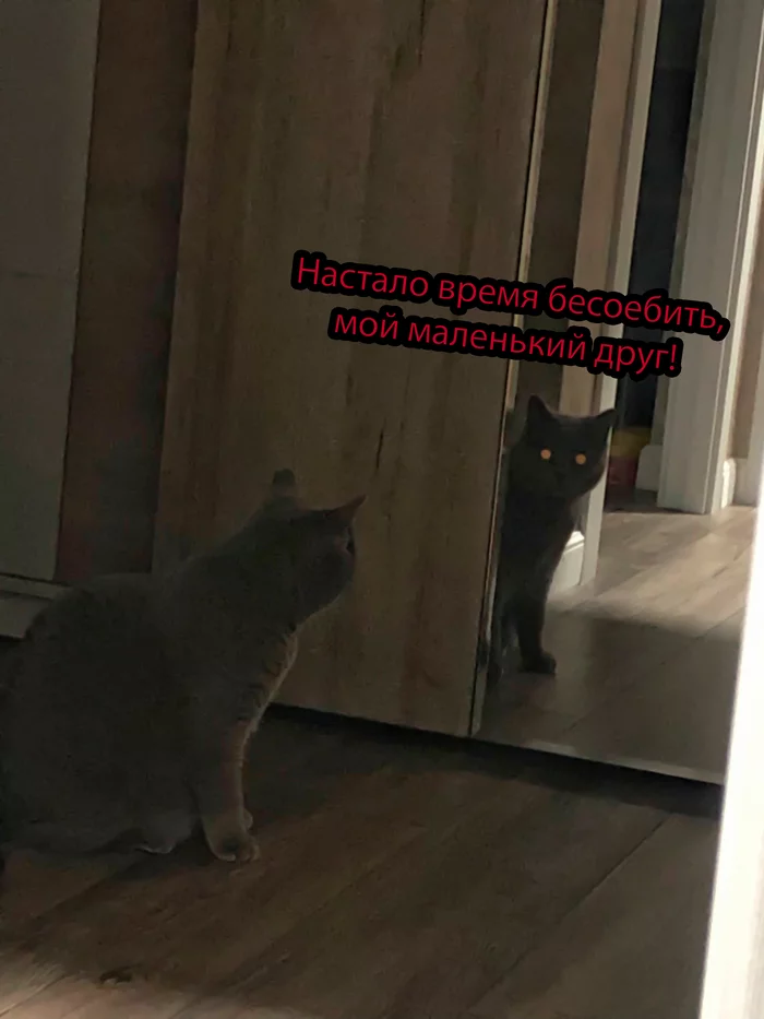 Midnight - My, Reflection, Closet, cat, Demon, Picture with text, Mat