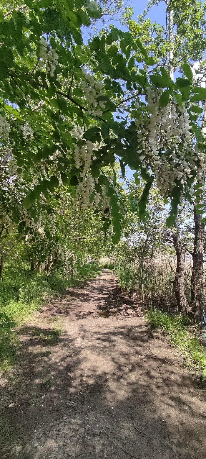 Acacia blossomed - Spring, Acacia, The photo, Kuban, Longpost