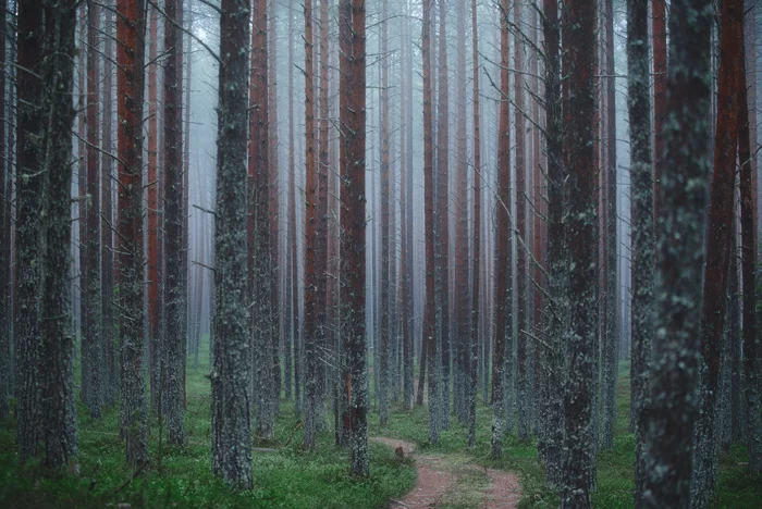 Pro misty forest II - My, Landscape, Travel across Russia, Fog, Forest, Pinery, The nature of Russia, Карелия