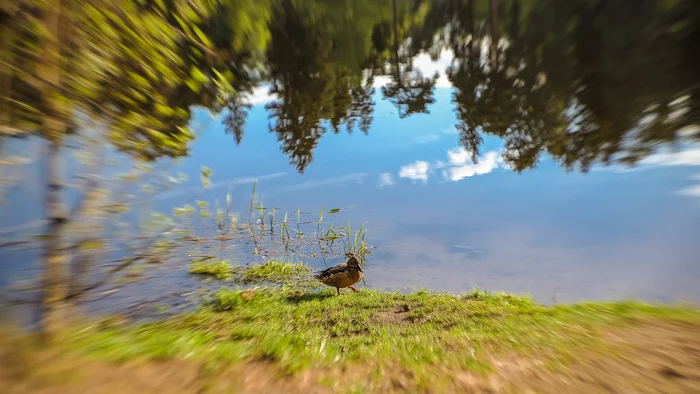 Duck - My, The photo, The nature of Russia, Lake, Duck, Birds, Water, Greenery, May, Helios, Suddenly, Canon, Reflection, Nature