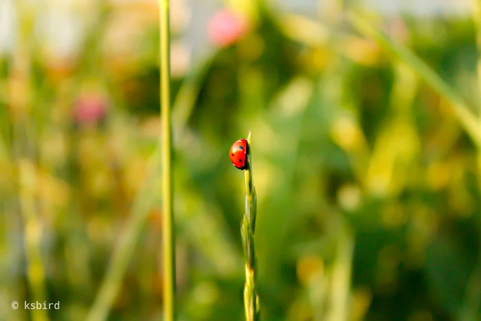 cow grazing) - My, Insects, Spring, Nature, Longpost, ladybug