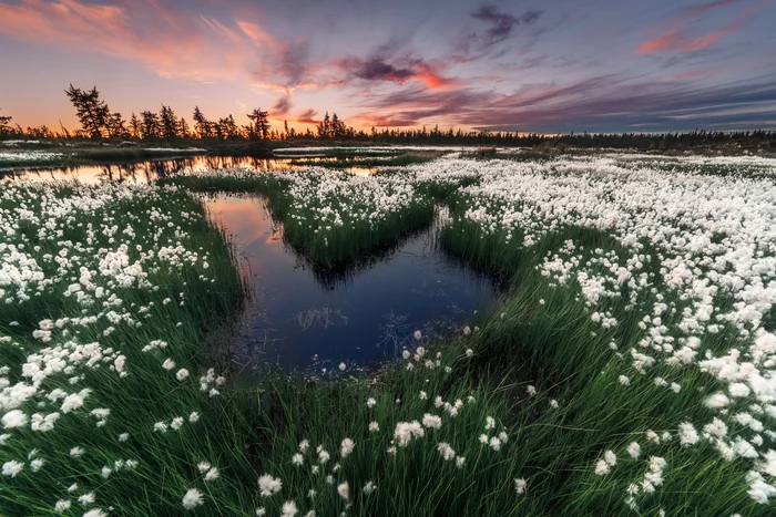 Summer colors of the Arctic - My, Yamal, North, New Urengoy, Arctic, Russia, The nature of Russia, Nature, Sunset, Russian Geographical Society, Longpost, beauty of nature