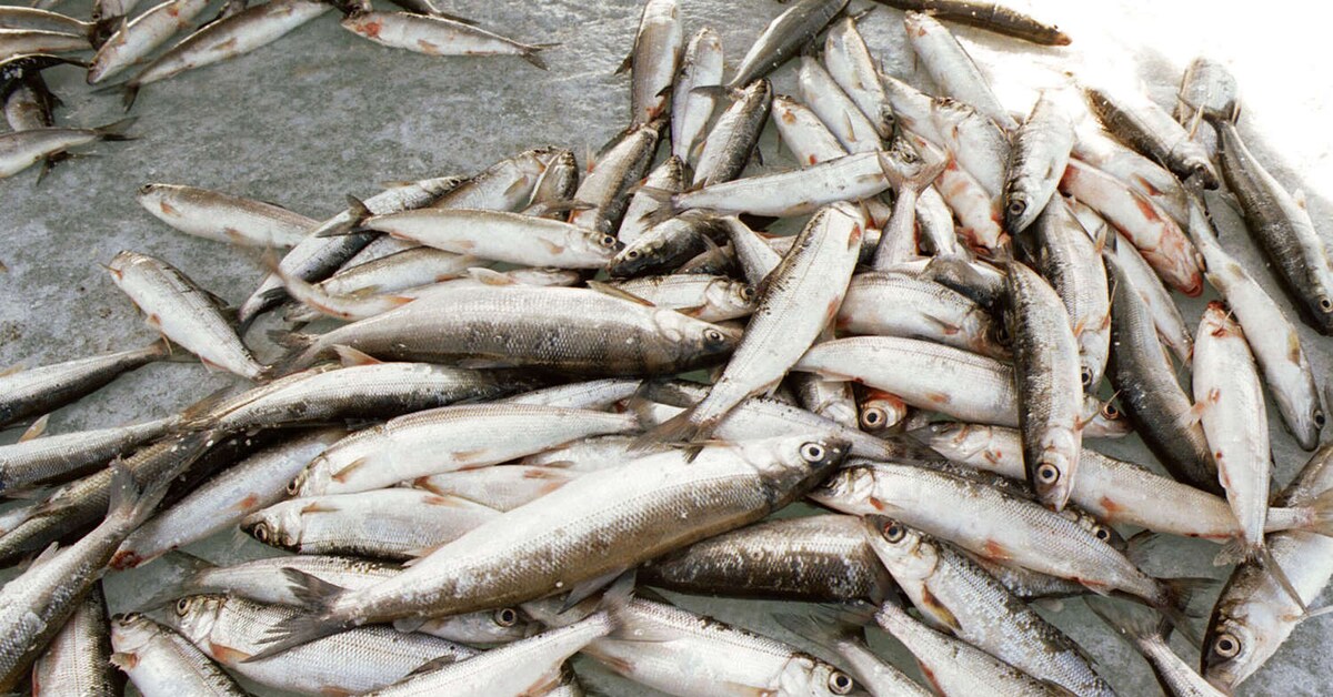 Вылов омуля. Омуль байкальский. Омуль на подледной. Омуль запрет. Омуль байкальский с душком.