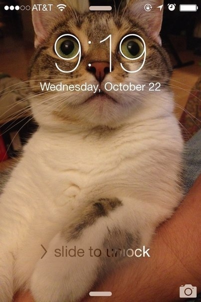 The perfect combination - cat, Time, Ideally, Screenshot