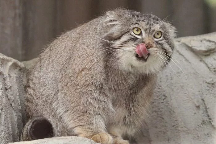 manul - cat, Pallas' cat, Wild animals, The photo, Cat family, Small cats, Predatory animals