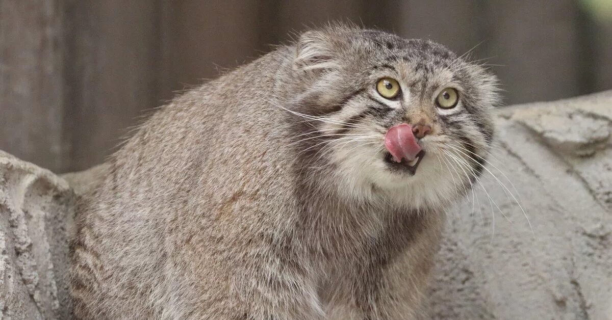 Манул домашний. Кот Манул домашний. Манул кот Грозный. 1 Манул 2 манула. Кот Манул фото домашний.