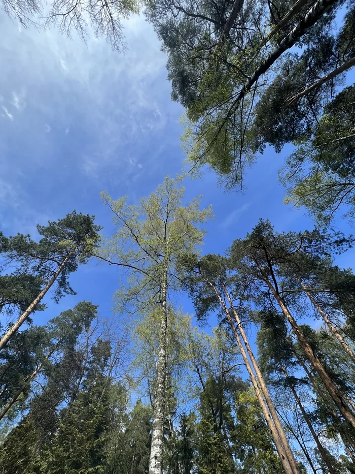 Смотреть вверх легко, просто подними голову - Моё, Небо, Крона деревьев, Красота природы, Мобильная фотография, Длиннопост