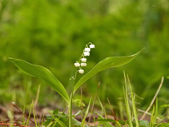 Lilies of the valley are in bloom in Holland - My, Netherlands (Holland), Nature, The photo, Flowers, Lilies of the valley