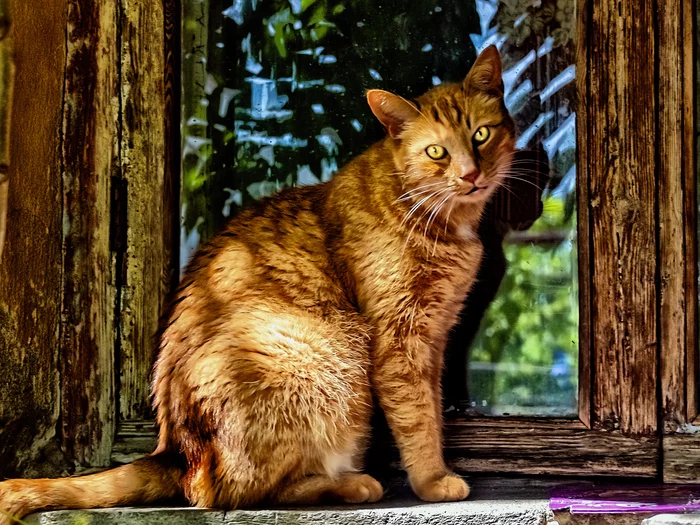 Redhead on the window - My, The photo, Street photography, cat, Evpatoria, Crimea, Window, City walk