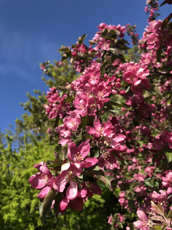 В Москве зацвёл миндаль Коломенское, Цветы, Природа, Длиннопост, Яблоня