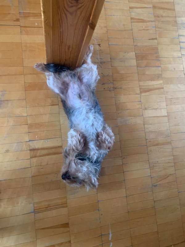 Comfortable - My, Dog, Yorkshire Terrier, Convenience