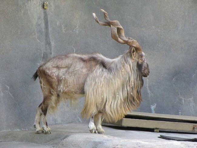 markhor - Animals, Amazing, Nature