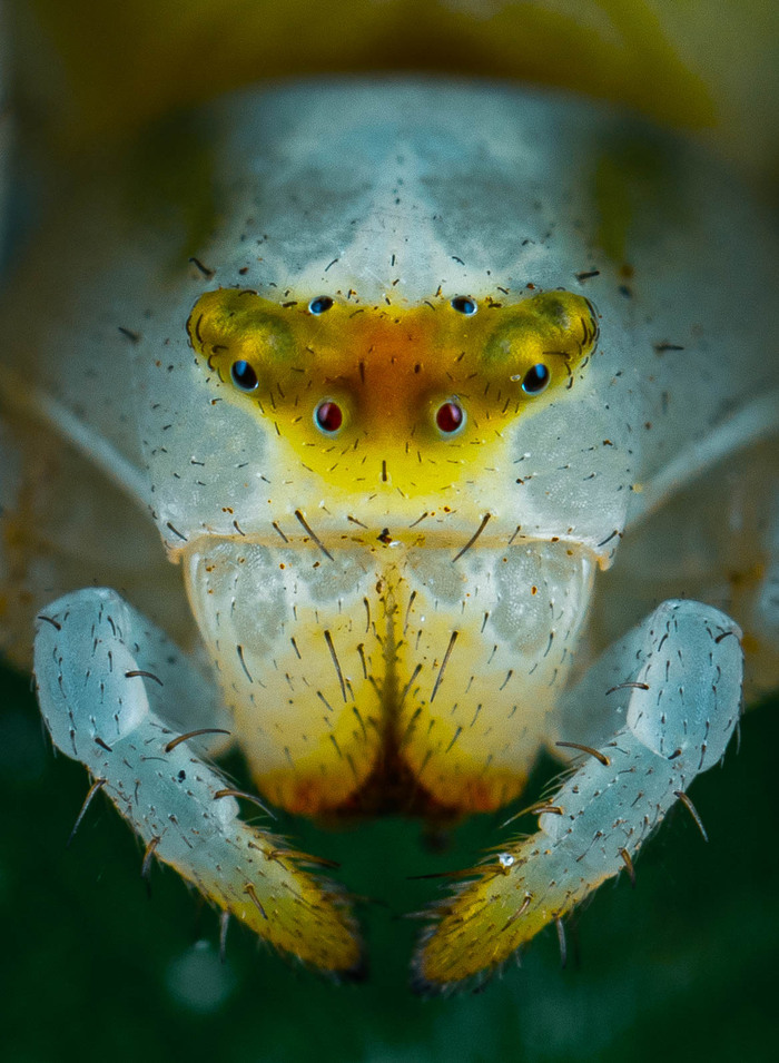 Портрет цветочного паука