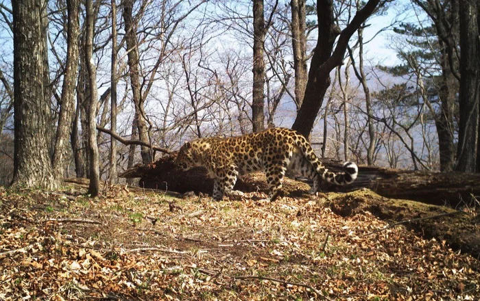 The Permanence of the Diamond - Far Eastern leopard, Land of the Leopard, National park, Phototrap, Leopard, beauty of nature, wildlife, Big cats, Cat family, Predatory animals, Wild animals, Primorsky Krai, The photo, Constancy, Diamond, Longpost