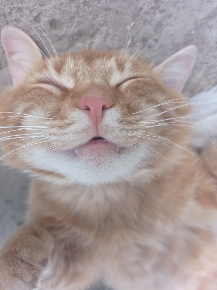 �������������� ���