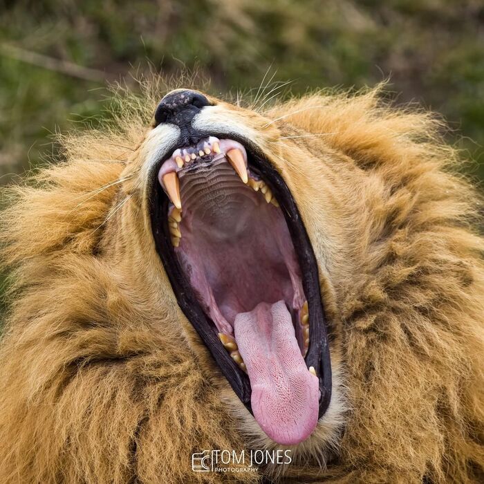 Красивые зубы