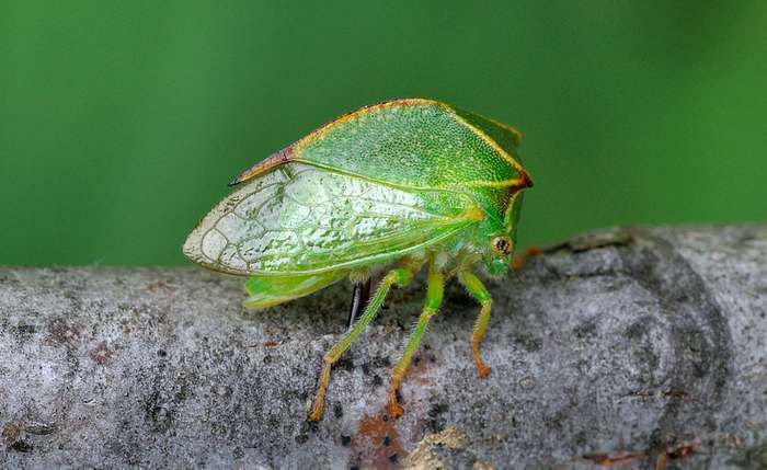 Бодушка бизонья (Stictocephala bisonia) - Животные, Удивительное, Природа