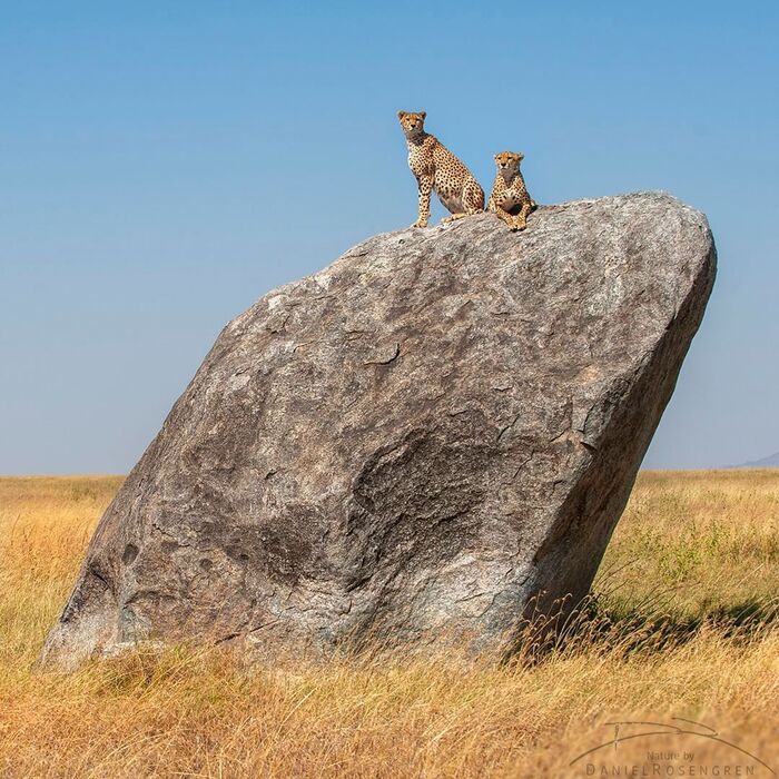 kings of the hill - Rare view, Cheetah, Small cats, Cat family, Predatory animals, Wild animals, wildlife, National park, Serengeti, Africa, The photo, The rocks