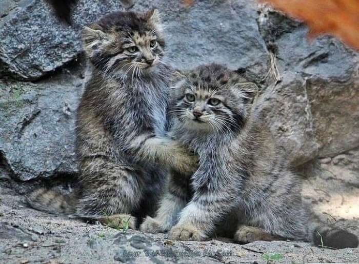 Давай я тебя поглажу