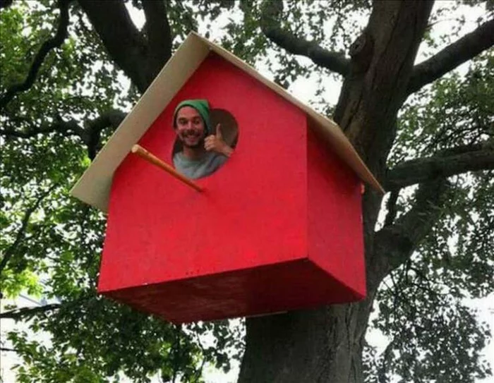 Jack Sparrow. Start - Birdhouse, Captain Jack Sparrow, Humor, The photo, Little Bird