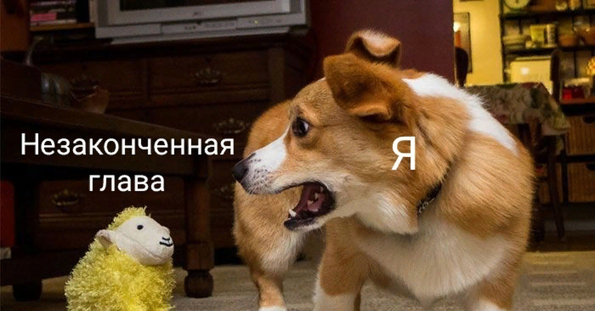 Корги-мемы | Пикабу
