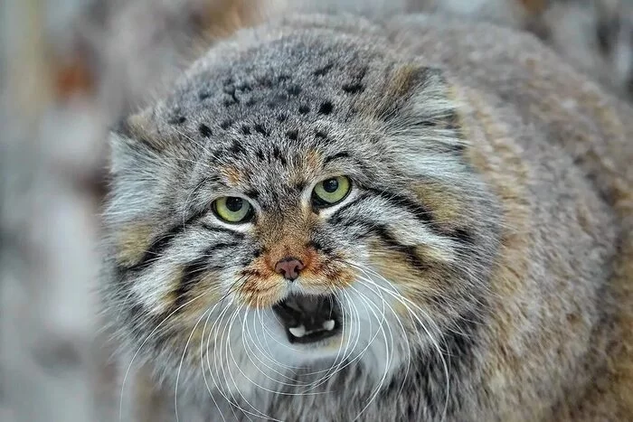 manul - Pallas' cat, Wild animals, The photo, Cat family, Small cats, Predatory animals