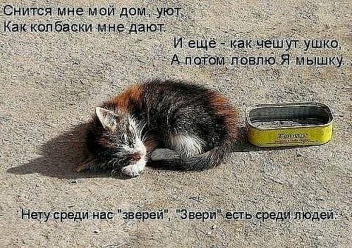 Sell ??me one ticket... - Baikonur, Fluffy, Milota, cat, Cat lovers, Cat family, Cats, Longpost, Picture with text, Demotivator