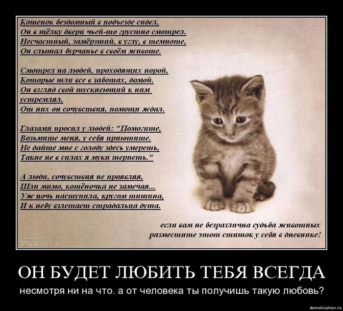 Продайте мне один билет...
 - Байконур, Пушистые, Милота, Кот, Кошатники, Семейство кошачьих, Кошкиспас, Длиннопост, Картинка с текстом, Демотиватор