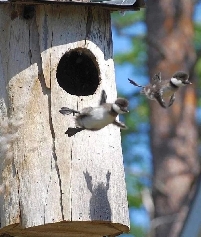 The first flight - Chick, Ducklings, Humor