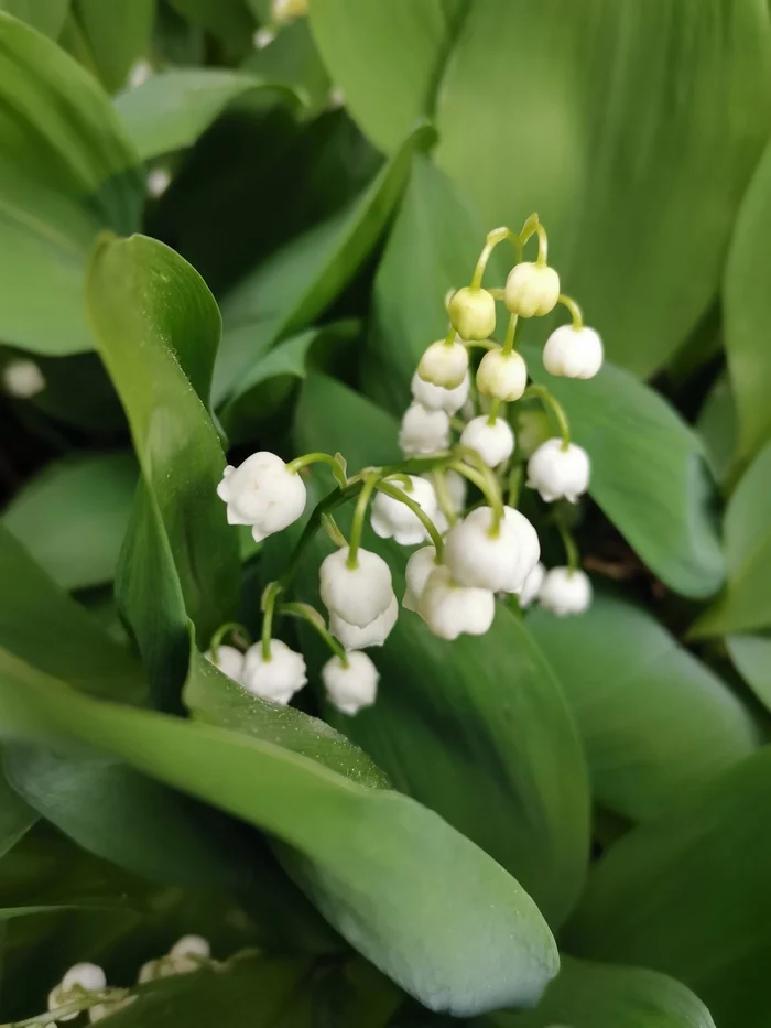 Reply to the post Lilies of the valley are already blooming in Holland - My, Nature, Flowers, Lilies of the valley, Republic of Belarus, Spring, Mobile photography, Reply to post, Longpost